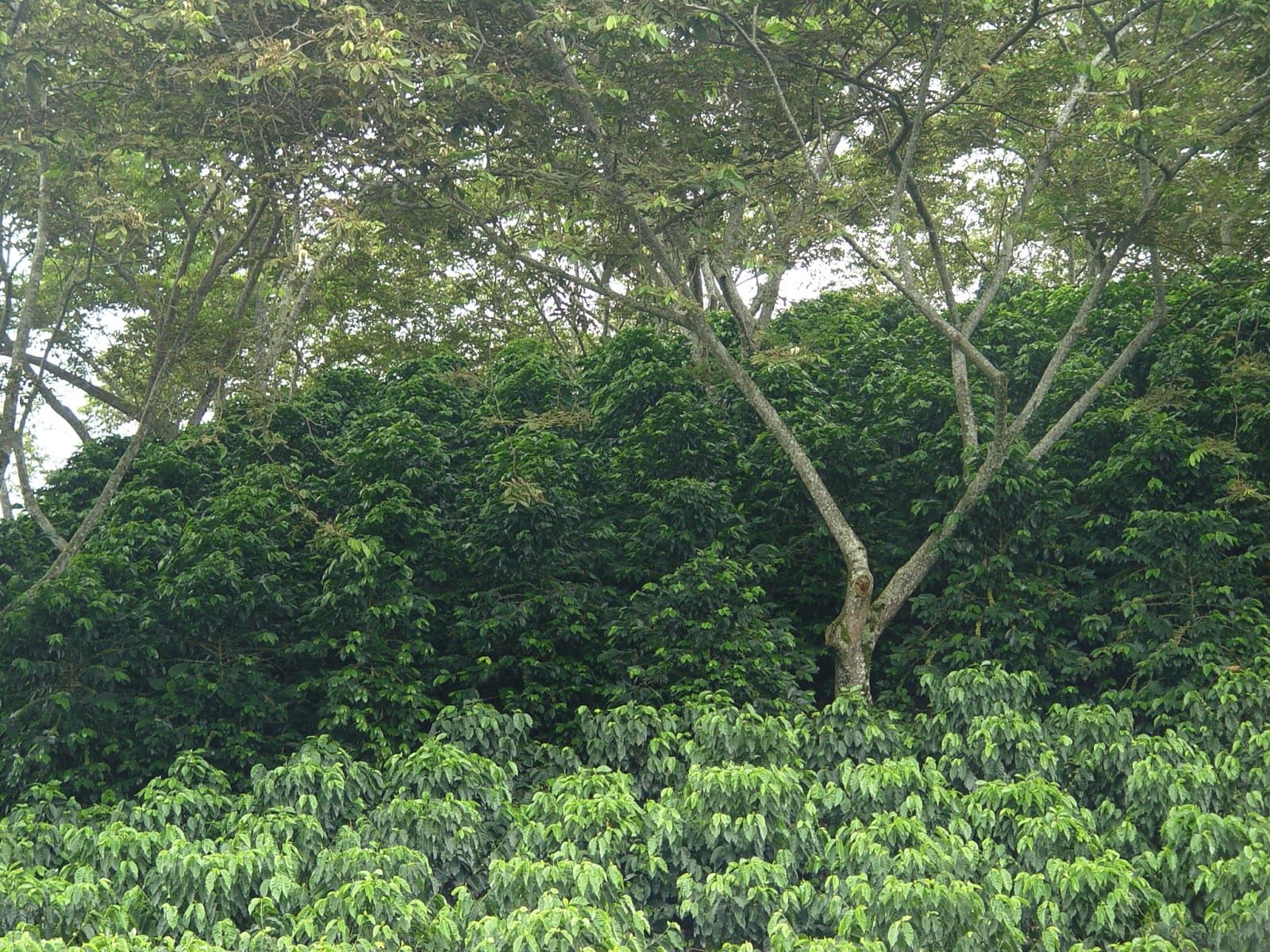 Coffee Plantation Hours in Peru